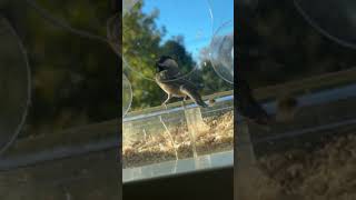 Chickadee at the Feeder in Slow Motion [upl. by Shandie]