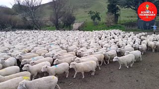 Wonderful New Zealand Sheep Farm The Largest and Most Successful Ram Breeding Operation in NZ [upl. by Hansen403]