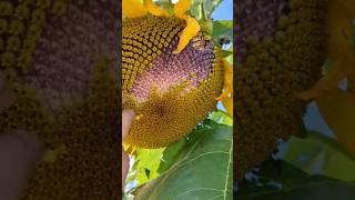 Sunflower seeds collection 🌻 shortsfeed shortvideo shorts short sunflower [upl. by Gerald]