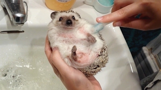 Adorable Pet Hedgehog Gets Given A Bath [upl. by Guss]