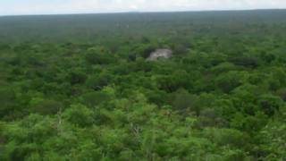 Calakmul Mayan Ruins Campeche State Mexico [upl. by Dnalyr113]