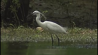 oiseaux migrateurs aigrette garzette [upl. by Ahseenyt]