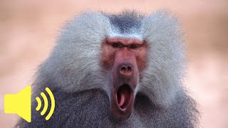 What does a Monkey sound like Baboon  Animal Sounds [upl. by Odlanyer]