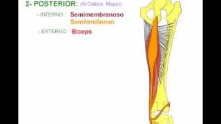 Miología de miembro inferior 6 [upl. by Gnat]