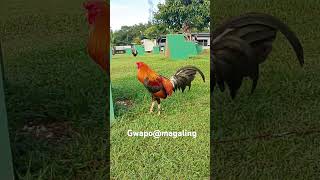 green country game farm Batangas our 34 yellow legged hatch 14 sweater shortviral shortvideo [upl. by Surazal]