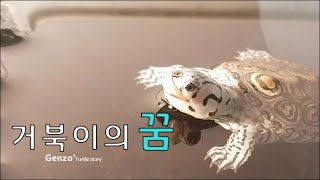 거북이의 꿈 다이아몬드 백 테라핀 Diamond back terrapin [upl. by Taam519]