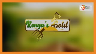 Kenyas Gold  Coffee Patterns  Gold Chat [upl. by Rothstein]