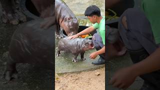 Baby pygmy Hippo play with Zoo Keeper 🤣🤣หมูเด้ง Khaokheowopenzoo PygmyHippopotamus [upl. by Wycoff]