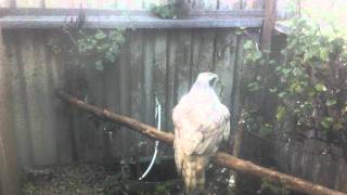 finnish and albidus goshawks [upl. by Sonstrom]