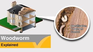 Woodworm Treatment Explained  Expert Help and Advice [upl. by Manas]