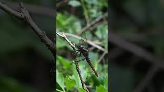 A crimson tailed marsh hawk dragonfly sits on top of a stem and then flies away from it dragonfly [upl. by Nolly]