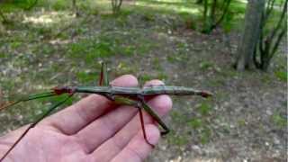 Cool Facts About Stick Insects a weird moovie [upl. by Chapin]