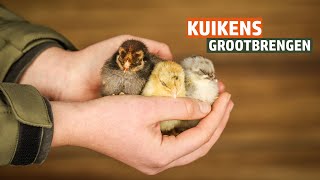 Kuikens opvoeden  Inrichten van een verblijf voor jouw kuikens [upl. by Ilojna]