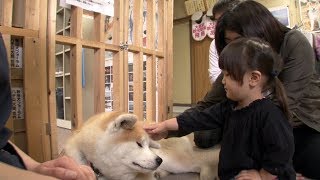 Japan’s Most Faithful Dogs The Akita Inu [upl. by Festus]