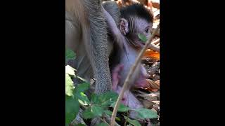 Cute a movement of newly baby monkey [upl. by Finstad]