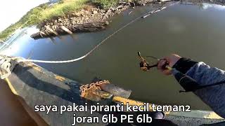 Mancing di dermaga strike ikan super langka  umpan udang kupas [upl. by Jola]