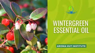 Discover Wintergreen Essential Oils Darkest Secret [upl. by Wampler]