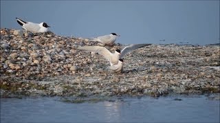 Common Terns Mating at Rye Harbour Nature Reserve [upl. by Reyem740]