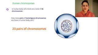 Chromosomes haploid amp diploid [upl. by Kunin768]