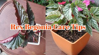 How to care for rex begoniaRex begonia care tips and potting soil [upl. by Eelesor242]