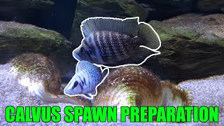 Altolamprologus calvus spawn plans and moving fish [upl. by Kimmi750]