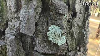 What are Lichens  The Symbiotic Relationship Between Algae amp Fungi  Class 9  Oyster Tuts [upl. by Nosreh899]