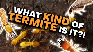 How To Tell Termites Apart [upl. by Aikemat]