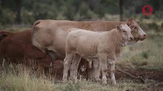 Simmental at Gowrie [upl. by Baryram542]