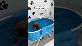 4 months of a puppy’s swimming journey 🐶🛁🐾 puppy asmr asmrsounds dog viralshorts [upl. by Bithia]