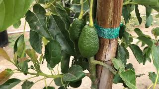 Visiting the Maddock Nursery Fallbrook Avocado tree grow fields Hit the Jackpot GEM update [upl. by Clari222]