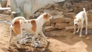 Pandikona Dogs Fighting in Village [upl. by Yvehc]