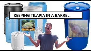 USING 55 GALLON BARREL TO FARM TILAPIA FOOD FISH  TILAPIA FISH FARMING [upl. by Edmunda]