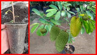 Soursop Tree Cuttings Technique To 100 Work [upl. by Eeleak]