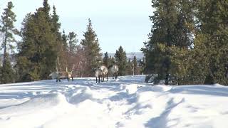 Caribou on the esker at Ganglers North Seal main lodge [upl. by Rose]