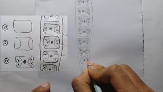 Ulotrix AlgaeUlotrix শৈবালের গঠন hsc biology1chupter6 [upl. by Zippel]