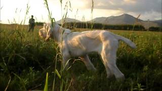 Spinone italiano starna 11 [upl. by Casabonne]