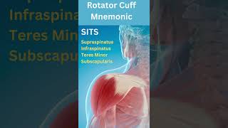 Shoulder Rotator Cuff Muscle Mnemonic  Anatomy amp Physiology [upl. by Lenahc]