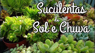 Suculentas de sol que ficam divinas na chuva com nomes por Querida Planta [upl. by Nebe]