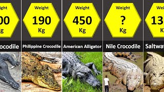 Size Comparison Crocodilians Crocodiles Alligators Caimans Gharial [upl. by Pulchia900]