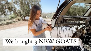 We bought 3 NEW GOATS [upl. by Starlene420]