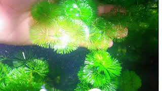 Cabomba Green Aquatic Plants  Strategies on how to grow more [upl. by Catha]