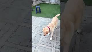 Cirilla labrador fanny video puppy puppydogandpuppy cute labrador ciri [upl. by Yhtuv]