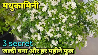 मधुकामिनी Manokamini👉जल्दी घना और हर महीने फूल👉3 secret [upl. by Benson]