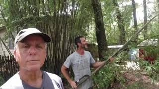 how to use bamboo for propping up banana plants [upl. by Mozza]