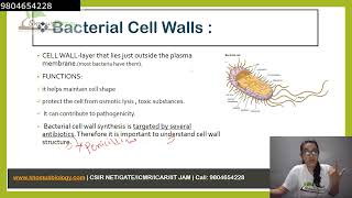 Peptidoglycan structure  bacterial cell wall [upl. by Doerrer595]