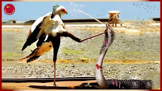 45 Moments When A Secretary Bird Kicks A King Cobra To Death In Revenge  Animal Fight [upl. by Ordisi]