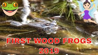 1st Wood Frogs  Goat Hill Uxbridge Mass  Painted Turtles  Mallard Ducks  Muskrat [upl. by Ag461]