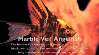 Types Of Freshwater AngelFish [upl. by Leveroni938]