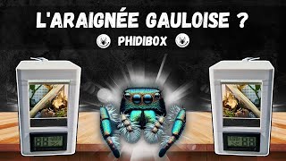 Laraignée GAULOISE 😲😲😲 Je découvre PhidiBox et fais lacquisition dune Phidippus regius bahamas 🕸️ [upl. by Kliber]