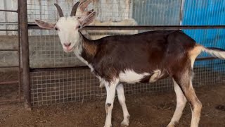 Reasonable Price Toggen Saanen cross female and White Boer at Mumbai Maharashtra [upl. by Nirroc]